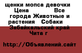 щенки мопса девочки › Цена ­ 25 000 - Все города Животные и растения » Собаки   . Забайкальский край,Чита г.